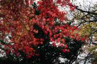 魯迅公園的秋日啟示:「生命暫停鍵」 金黃的銀杏葉像撒了一地碎金,紅楓則像一團團燃燒的火焰, 陽光