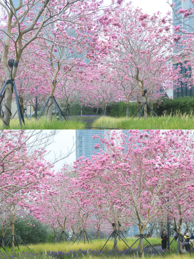 12.11拍|深圳紫花風鈴木開滿啦 12.11拍|深圳紫花風鈴木開滿啦