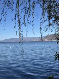 12月的洱海邊,彩林和海鷗也太配了吧