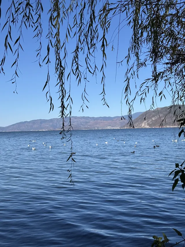 12月的洱海邊,彩林和海鷗也太配了吧 12月的洱海邊,彩林和海鷗也太配了吧