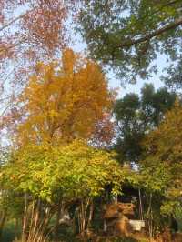 12.08醉白池限定楓葉盛景！12元拍爆江南秋韻