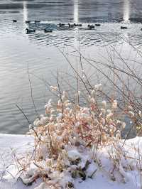 冬日限定雪景蘆葦打卡地