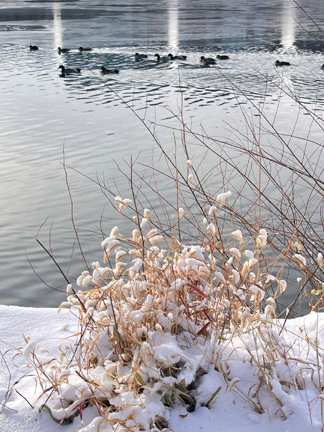 冬日限定雪景蘆葦打卡地
