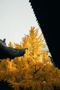 上海寺廟秋天攝影大賽,來交參賽作品了