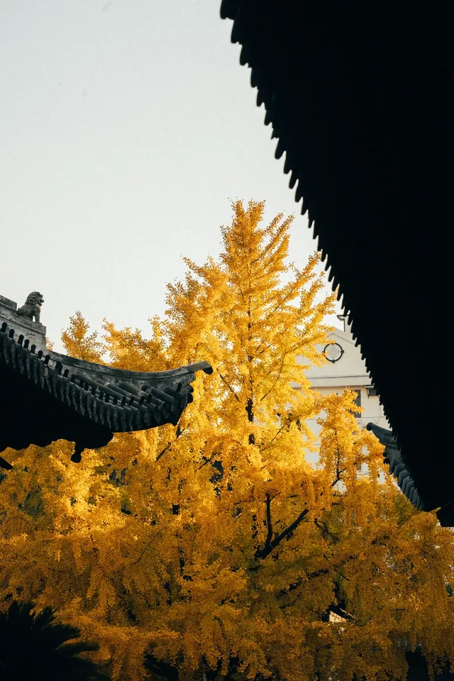 上海寺廟秋天攝影大賽,來交參賽作品了 上海寺廟秋天攝影大賽,來交參賽作品了
