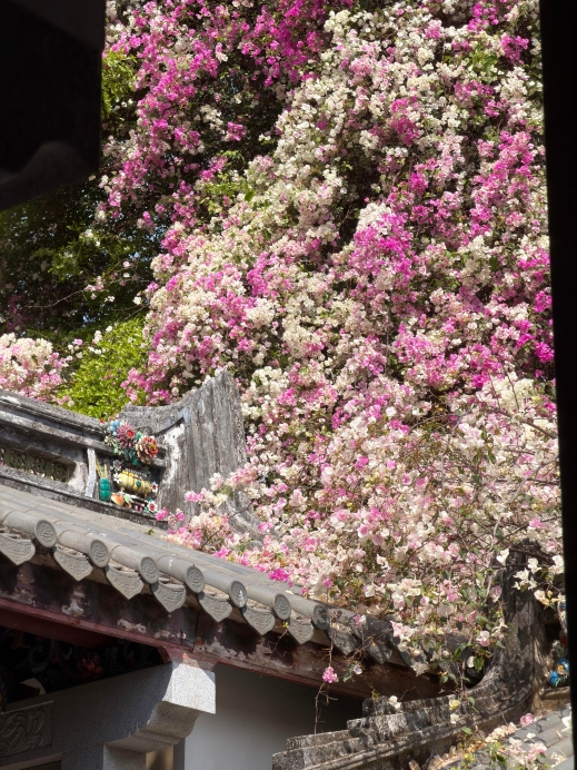 園博園のブーゲンビリアの滝がとても美しいです！友達の間で話題の花見
