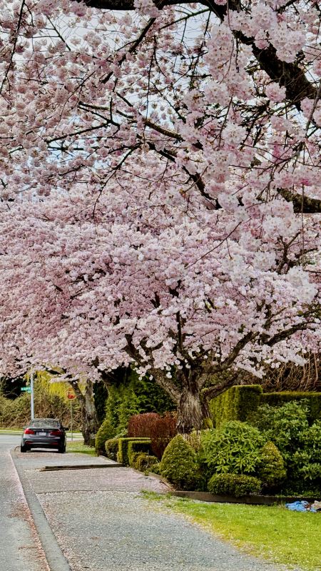 バンクーバー桜手記⑨｜この坂の春色は、本気で咲いている | Trip.com