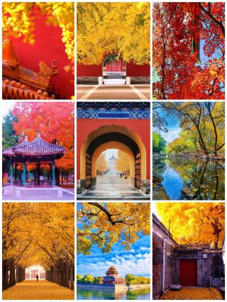 #北京の秋を散策[話題]# #北京の秋[話題]# #北京city_walk[話題]# #北京観光