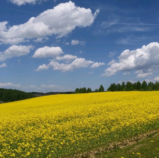 四季彩之丘 感受🌼海的魅力