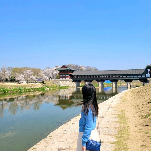 🌸 경주 월정교는 벚꽃이 한창🌸