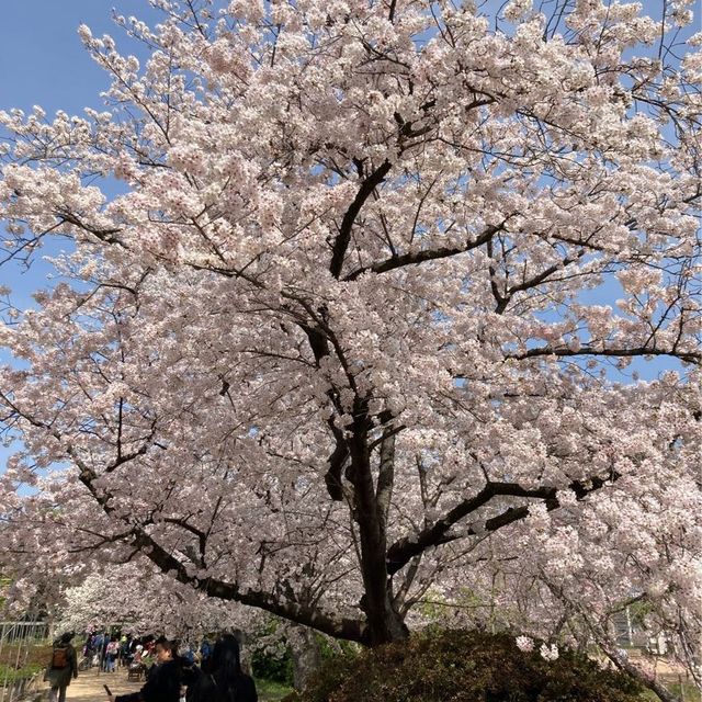 博多　大濠公園　桜が満開