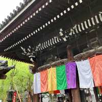 【京都】京の春を告げる早咲き桜🌸