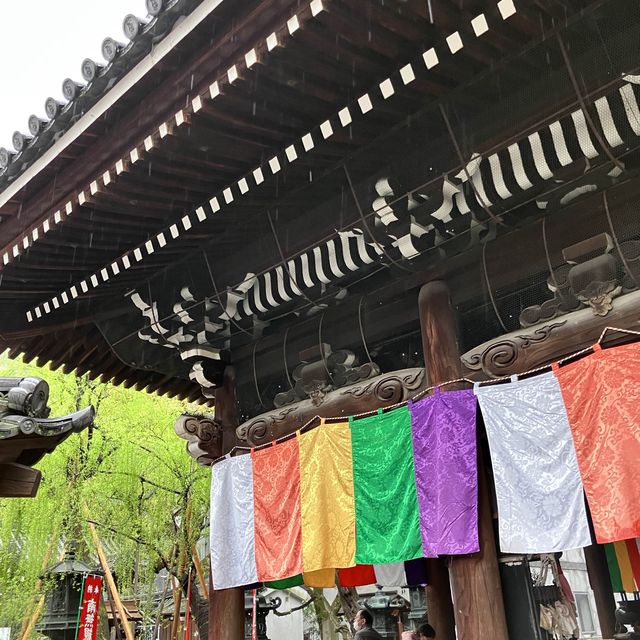 【京都】京の春を告げる早咲き桜🌸