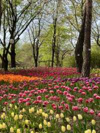 서울숲 튤립축제🌷 지금이 절정!💕