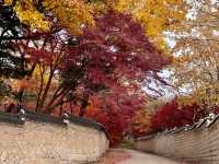 🍁 Seoul Beautiful in Fall 🍁
