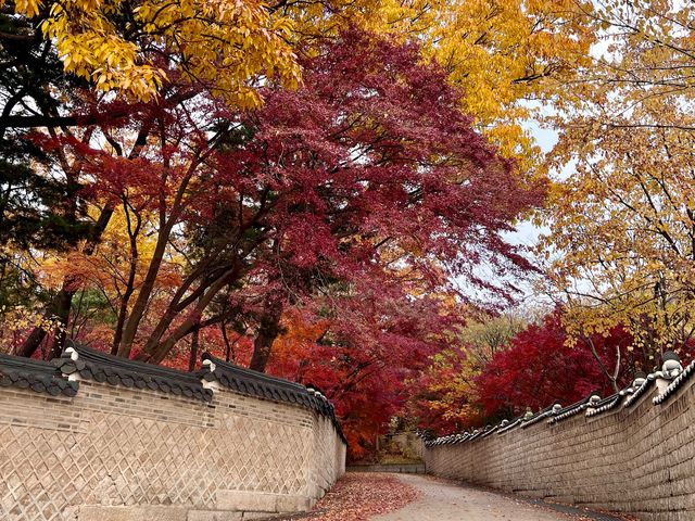 🍁 Seoul Beautiful in Fall 🍁