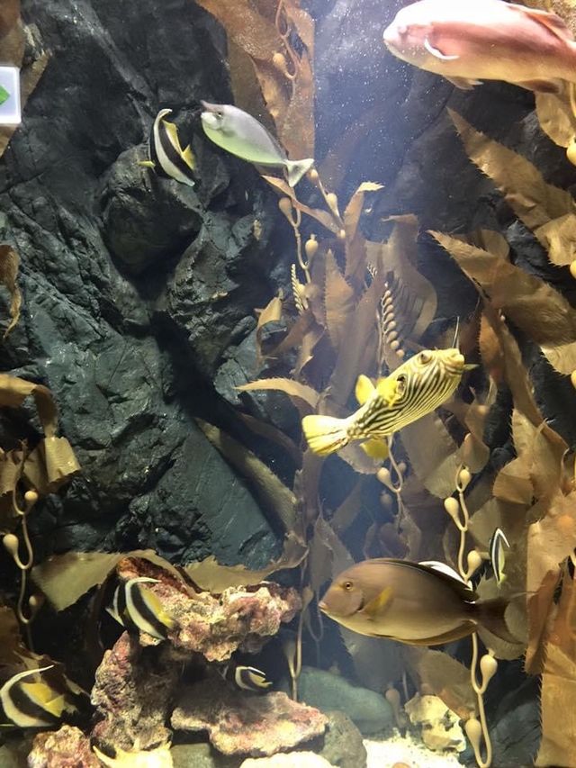 親子遊推薦😚一山韓華水族館❤️小朋友最愛景點