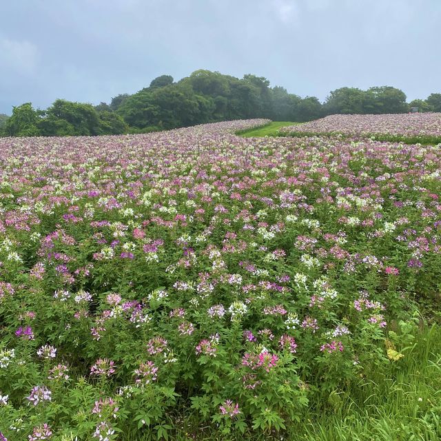 淡路島「あわじ花さじき」駐車場料金だけで入場できる花畑