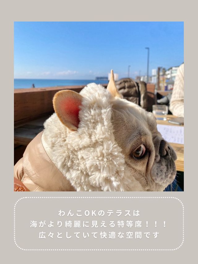 【鎌倉】わんこと行ける海沿いランチ🌴