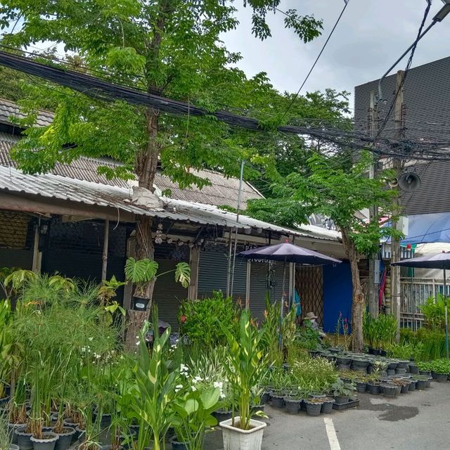 เดินตลาดต้นไม้ ตลาดนัดสวนจตุจักร