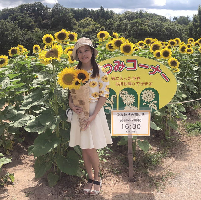 広島県　世羅高原農場　ひまわり