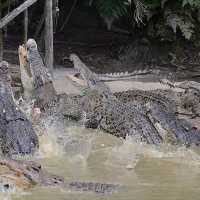 Jong's Crocodile Farm Adventure!