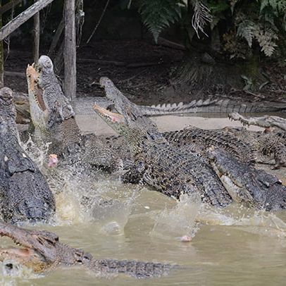 Jong's Crocodile Farm Adventure!