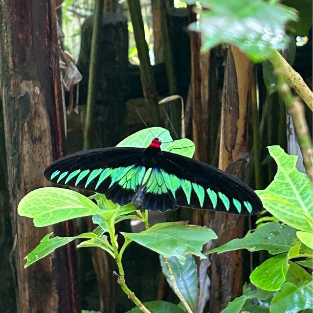 Kuala Lumpur Butterfly Park