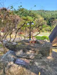단풍구경도 하고 역사관람도 하는 강릉관광코스🍂