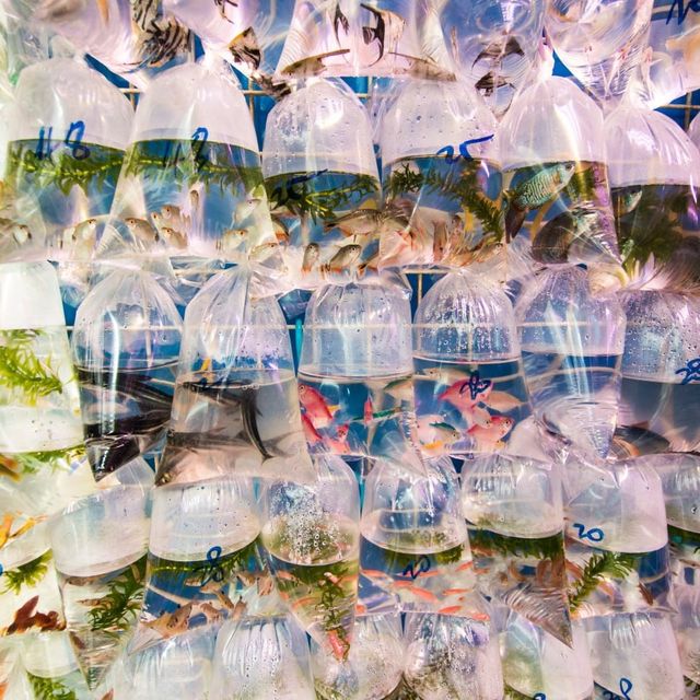 Vibrant GoldFish Market Street in Hong Kong