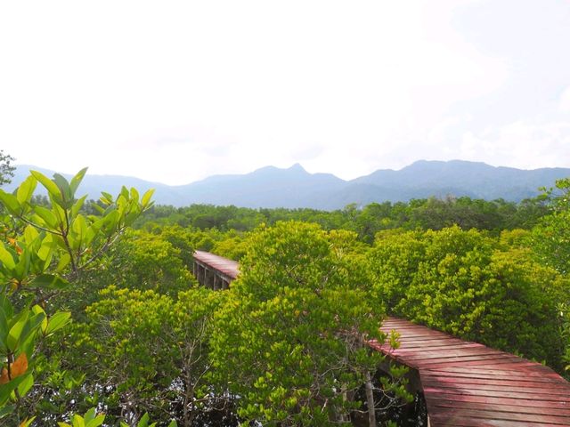 🌿 พาเดินชมเส้นทางธรรมชาติป่าโกงกาง