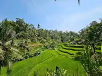 Breathtaking views at Tegallalang Rice Field