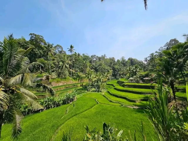 Breathtaking views at Tegallalang Rice Field