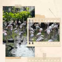 【香港必去】芬芳鳥語，紅鶴翩翩九龍公園 🕊️