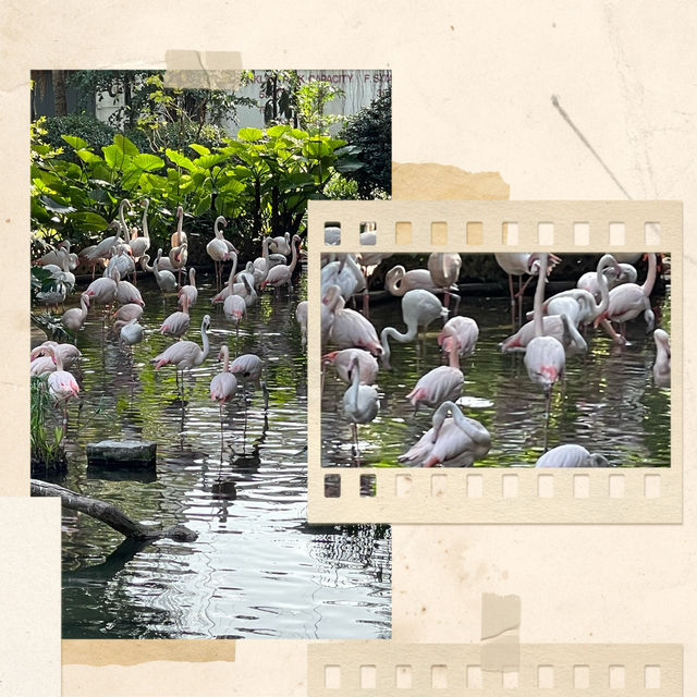 【香港必去】芬芳鳥語，紅鶴翩翩九龍公園 🕊️