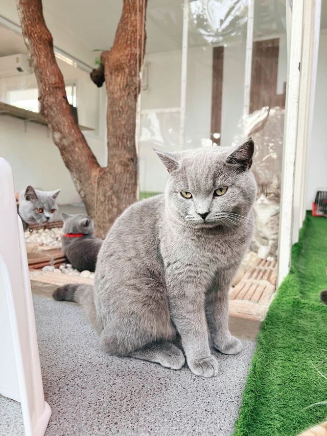 คาเฟ่แมว  Miku Cafe 🐱😽