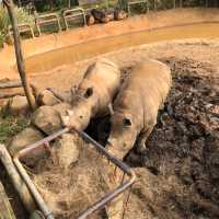 台灣六福莊🦒飯店就是動物園🦏走出陽台非洲草原映入眼簾