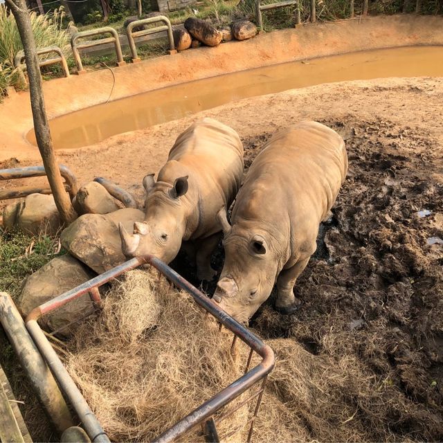 台灣六福莊🦒飯店就是動物園🦏走出陽台非洲草原映入眼簾