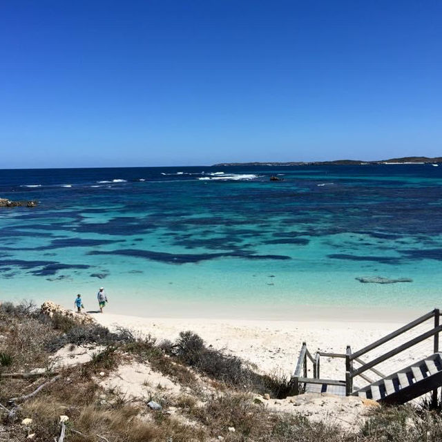 羅特尼斯島Rottnest Island｜伯斯推薦必玩景點！
