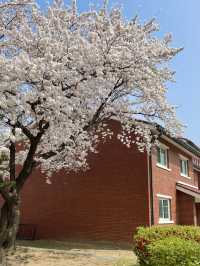 용산의 숨은 벚꽃 명소는 용산공원🌸🌸🌸