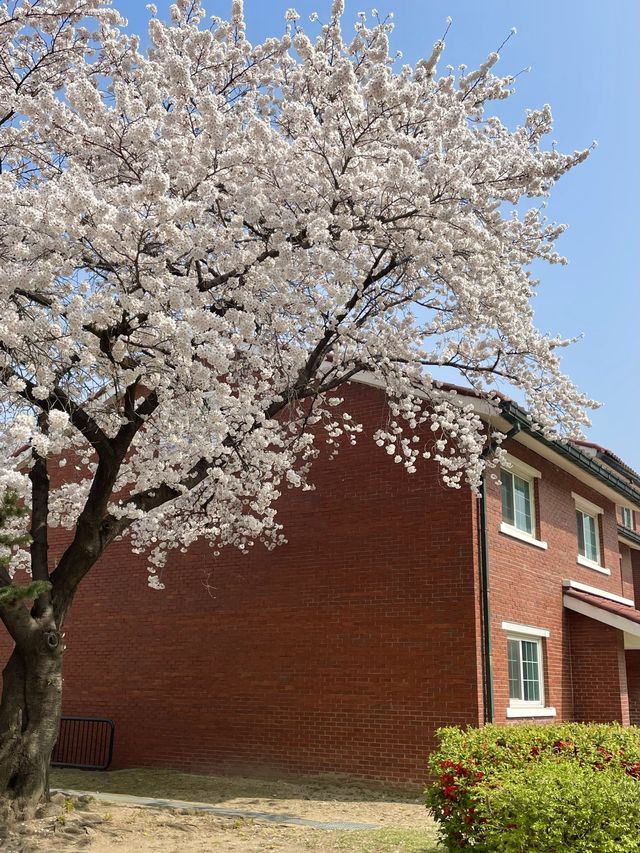 용산의 숨은 벚꽃 명소는 용산공원🌸🌸🌸