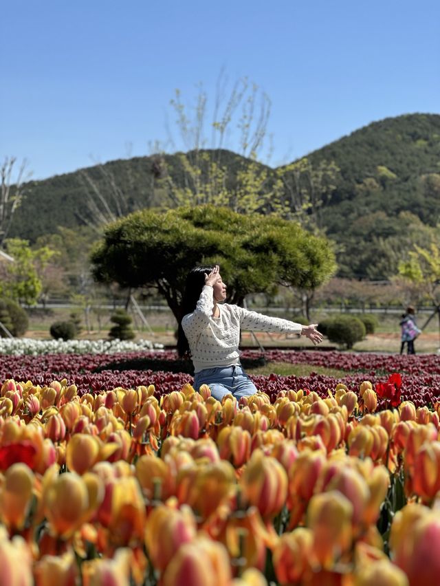 네덜란드 못지 않는 튤립 천국🌷