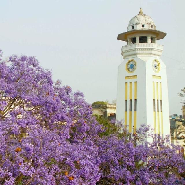 Jacaranda flower during spring in Kathmandu 