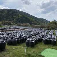 鹿児島県「桷志田」で壺畑見学と黒酢ランチ