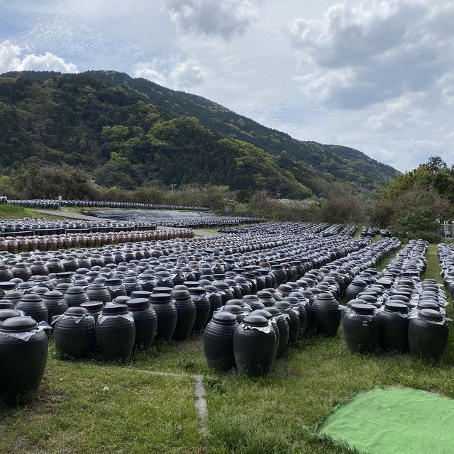 鹿児島県「桷志田」で壺畑見学と黒酢ランチ