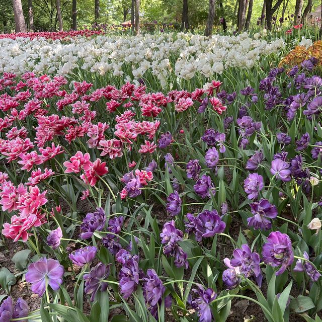 Taking a walk around Seoul Forest Park!