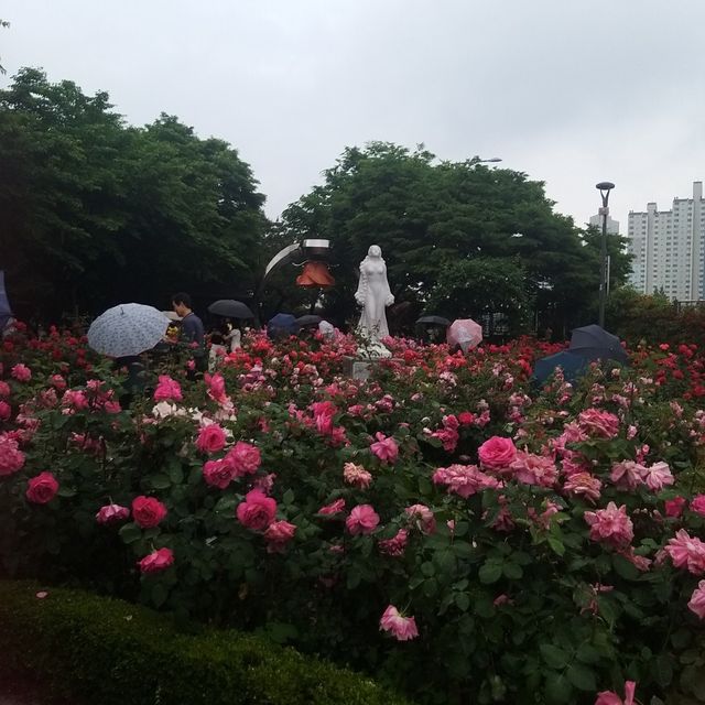 Rose Festival