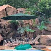 韓國😍愛寶樂園🐒介紹有咩動物睇🐯