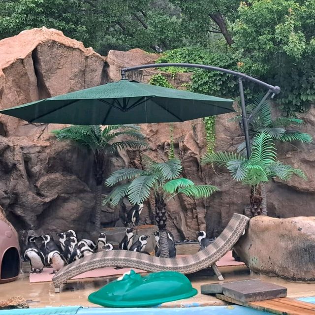 韓國😍愛寶樂園🐒介紹有咩動物睇🐯
