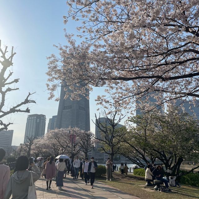 桜スポットの意外と穴場？！みなとみらい